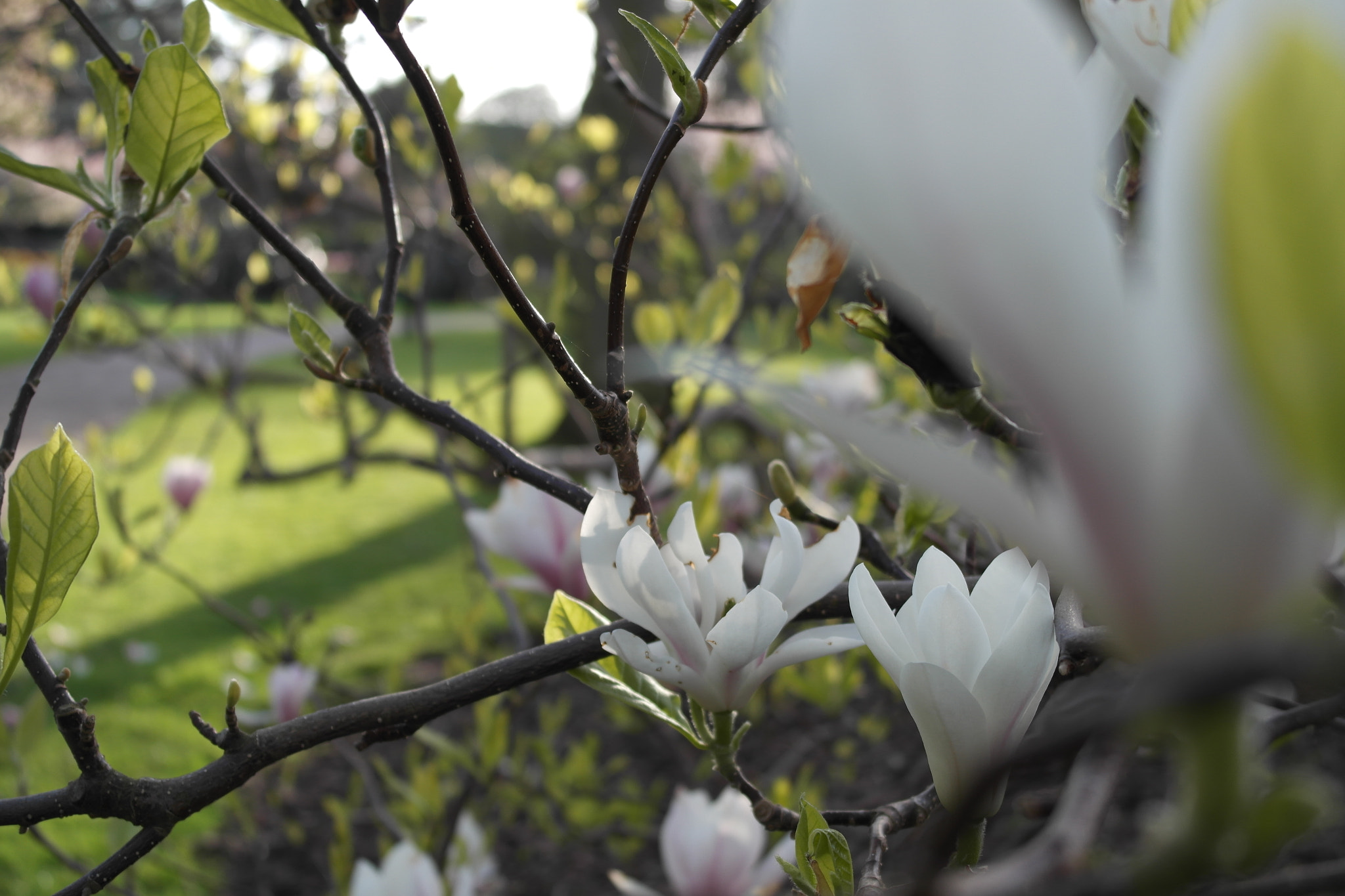Samsung NX1000 sample photo. White bloom photography