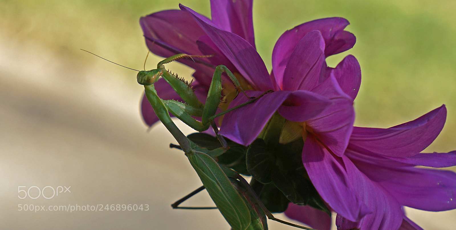 Sony a7R II sample photo. Untitled photography