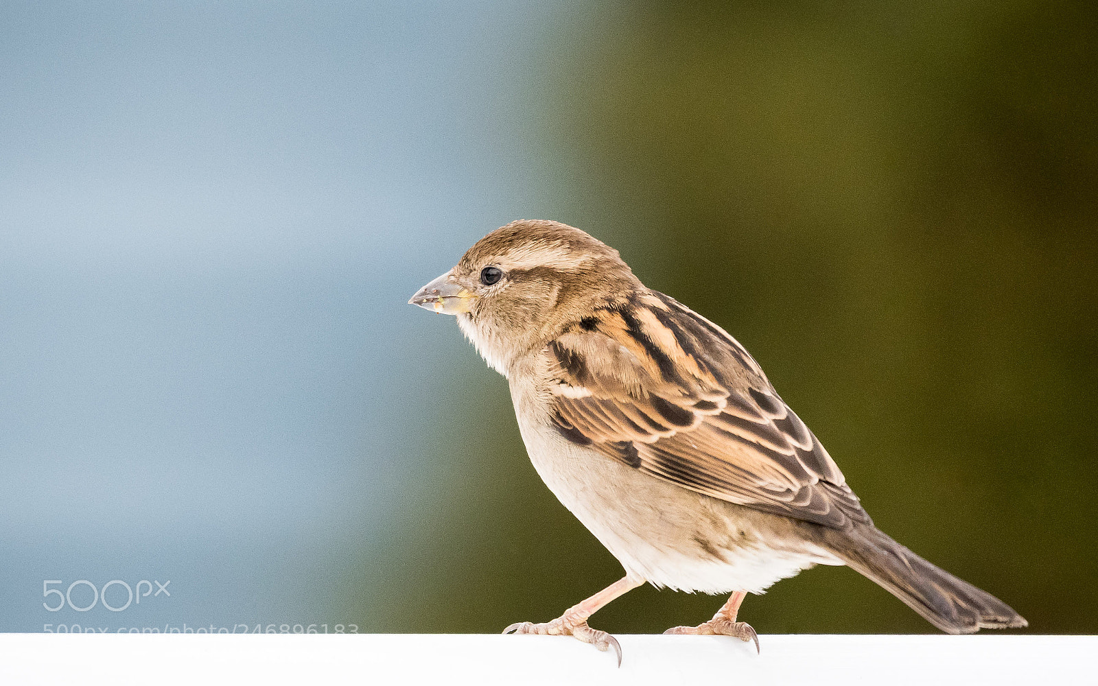 Nikon D500 sample photo. Small bird photography