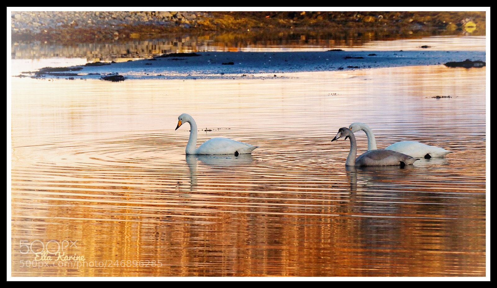 Canon EOS 80D sample photo. ~ swans in golden bath ~ photography