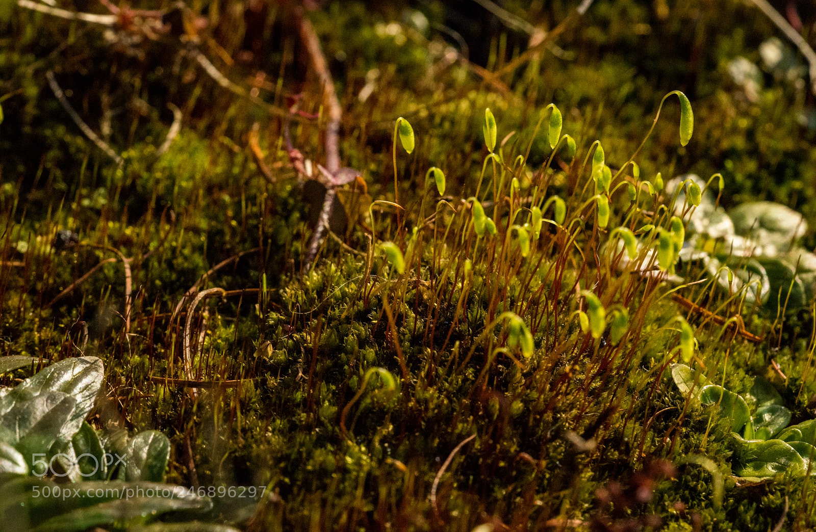 Sony a7 II sample photo. Moss bloom photography