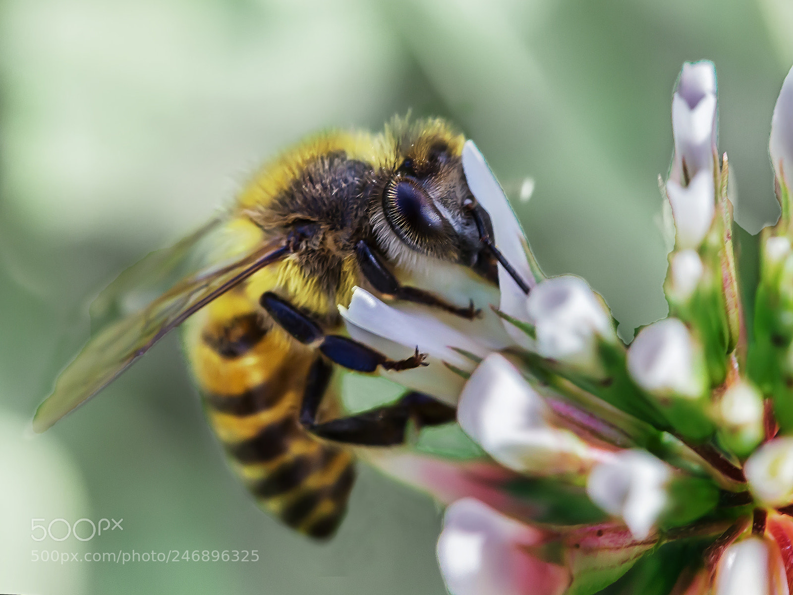 Canon EOS 700D (EOS Rebel T5i / EOS Kiss X7i) sample photo. Abeja y peque as photography