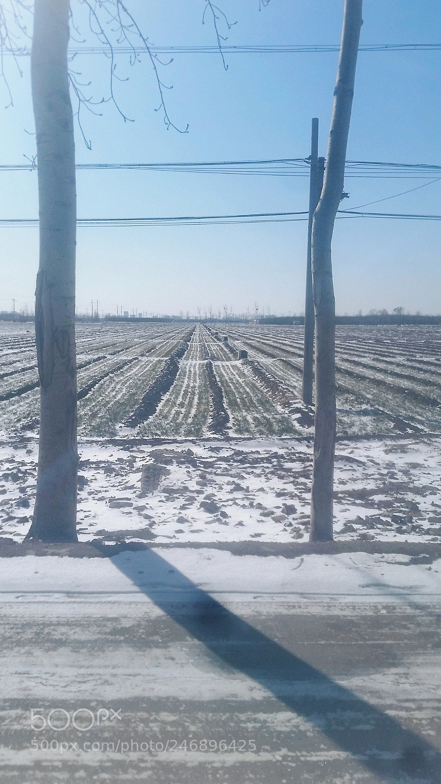Samsung Galaxy S5 sample photo. Wheat field photography