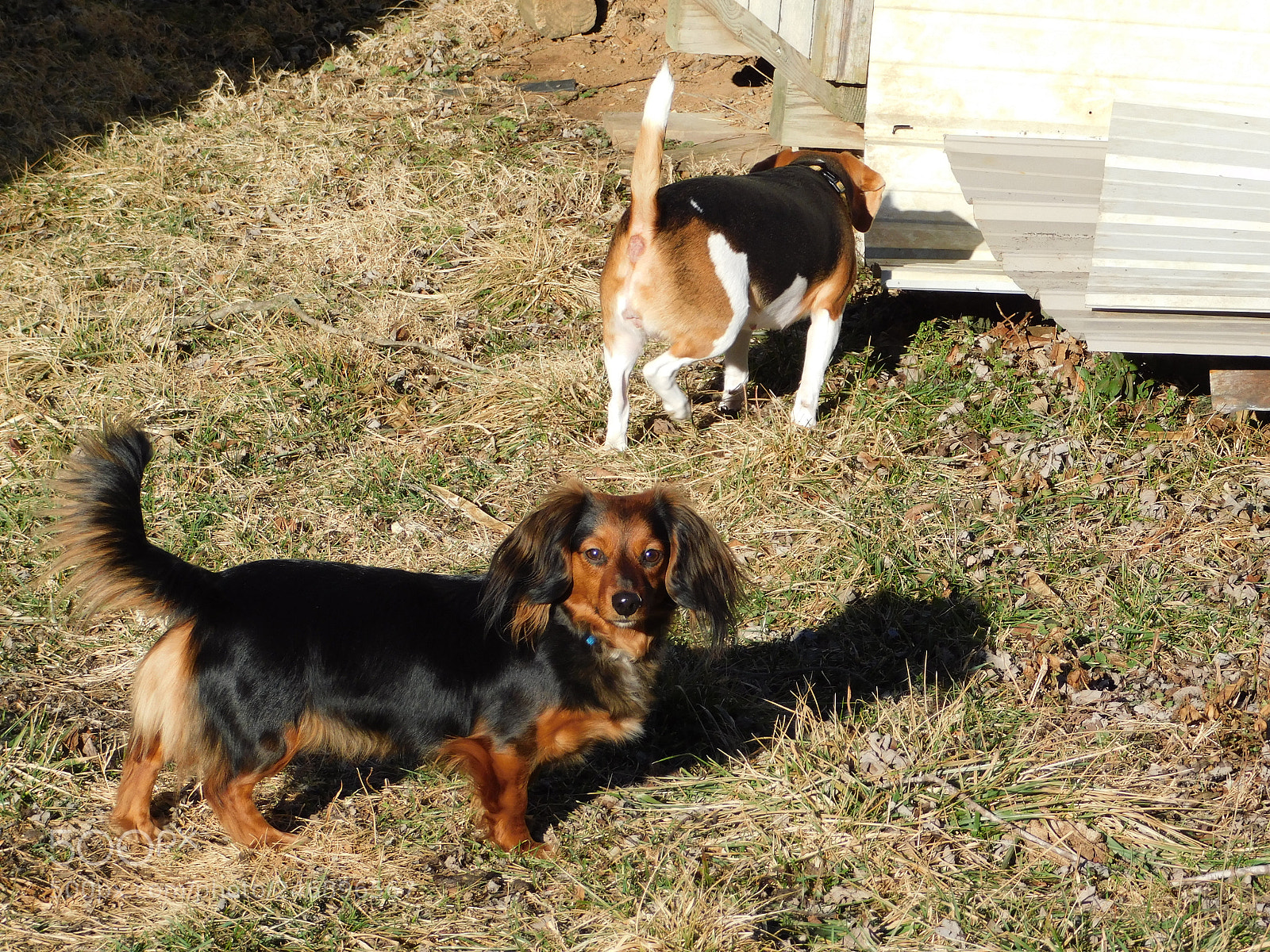 Nikon Coolpix B500 sample photo. New kid in the photography