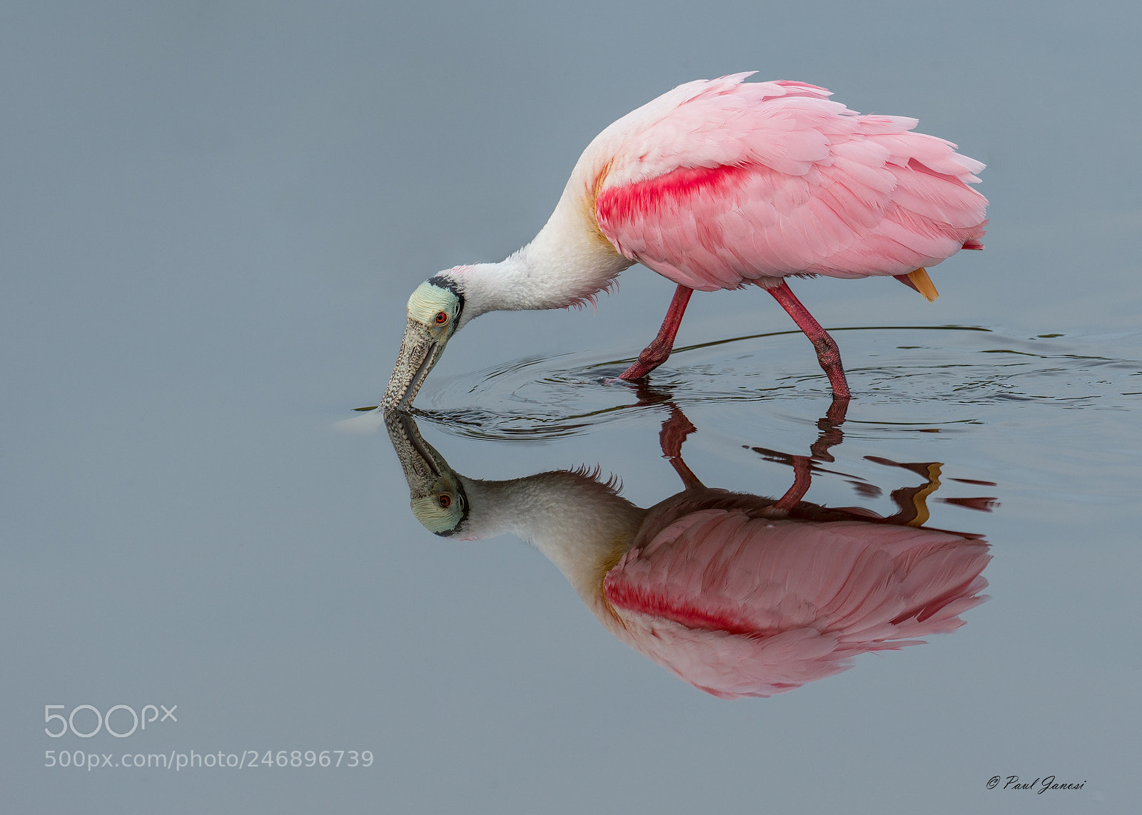 Nikon D4S sample photo. Roseate spoonbill photography