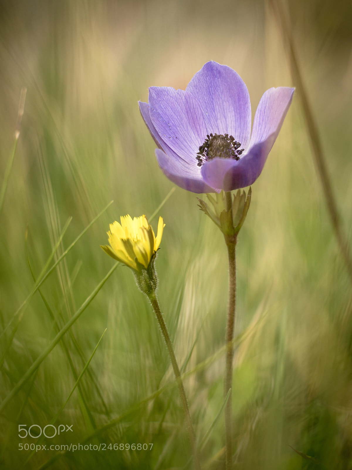 Nikon D7100 sample photo. Springtime again! photography