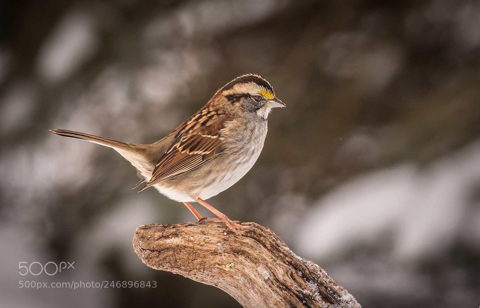 Nikon D500 sample photo. White-throated sparrow photography