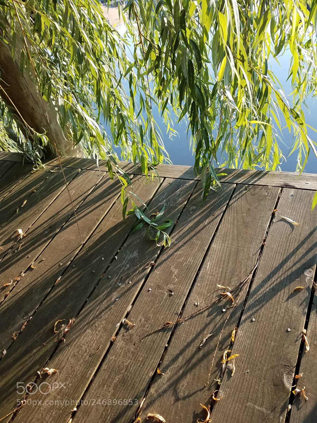 Samsung Galaxy S7 sample photo. Weeping willow over the photography