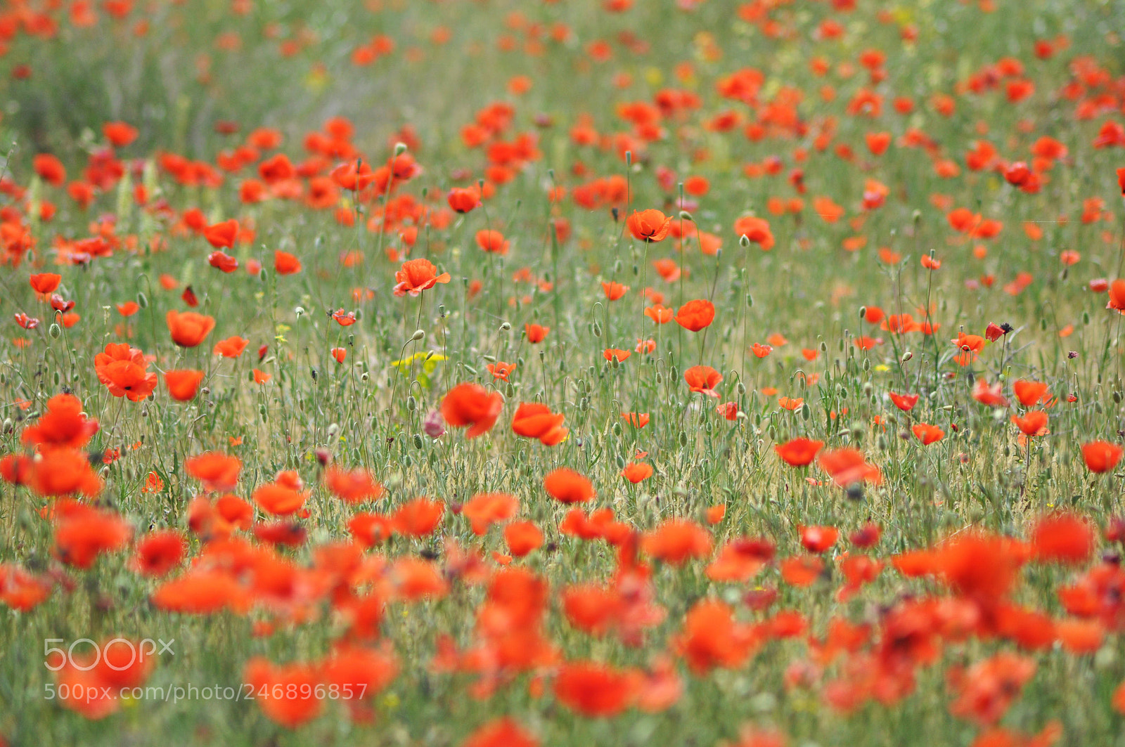 Nikon D90 sample photo. Poppy love. photography