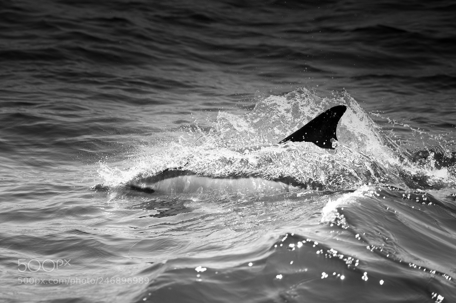 Nikon D3S sample photo. Skipper's best friend photography