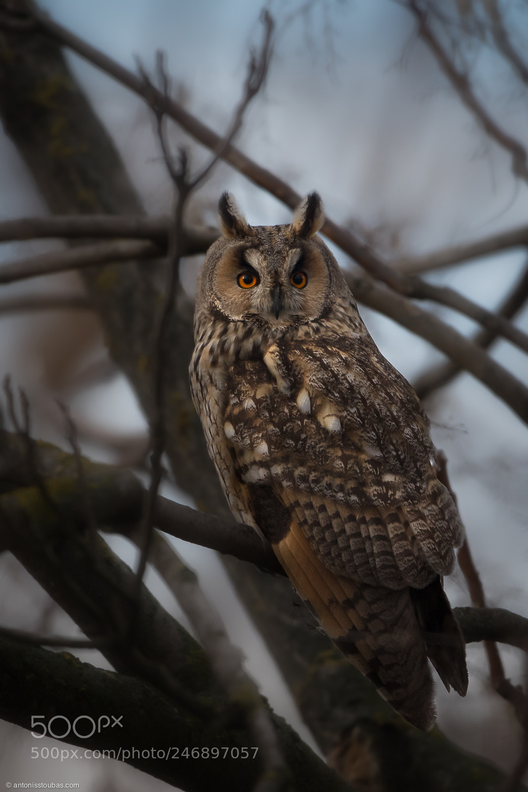 Canon EOS 7D Mark II sample photo. Long-eared owl photography