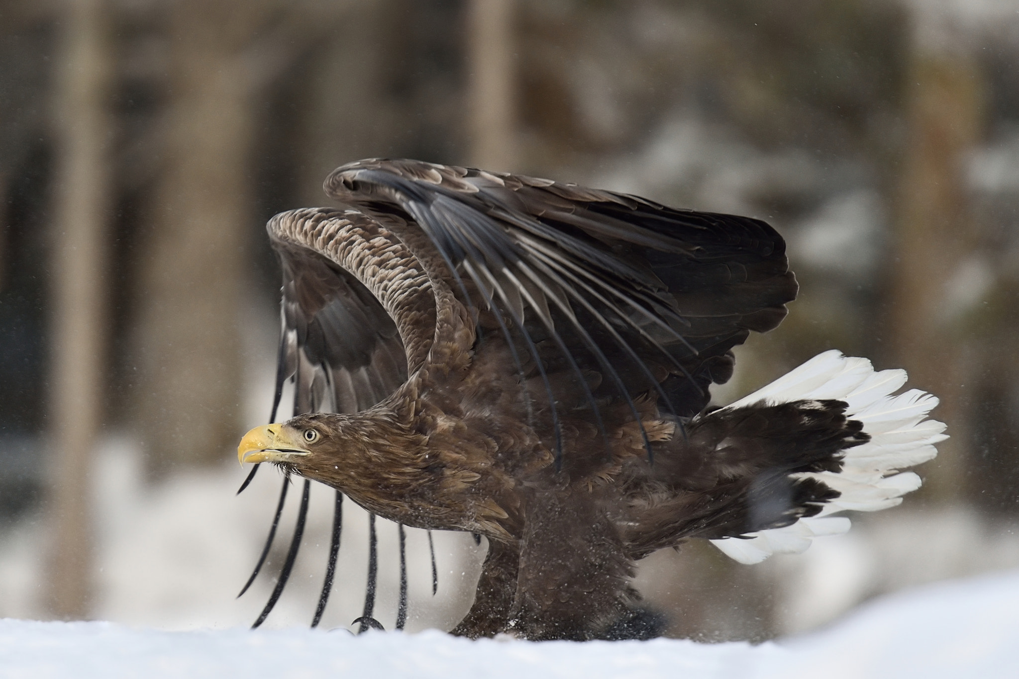 Nikon D4S sample photo. White tailed eagle on snow photography