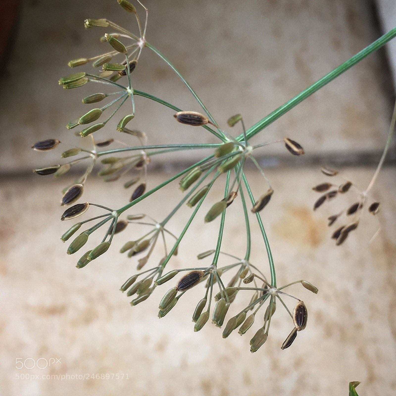 Apple iPhone SE sample photo. Dill seeds photography