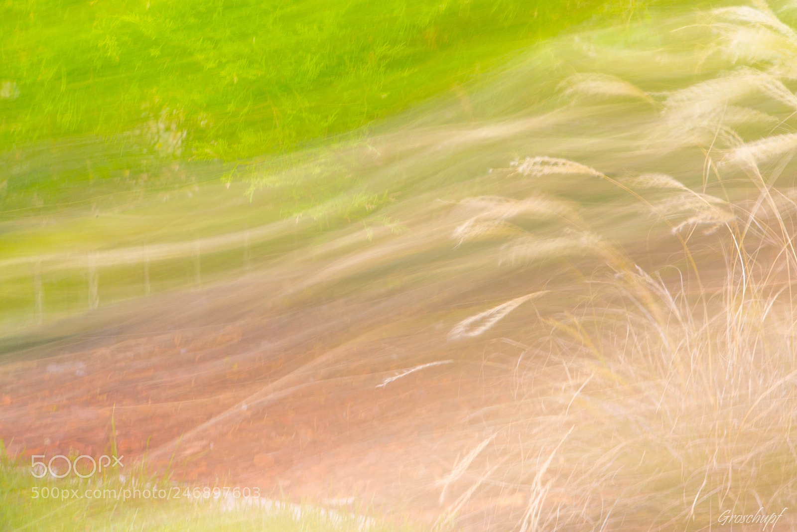 Nikon D600 sample photo. Gras in the wind photography