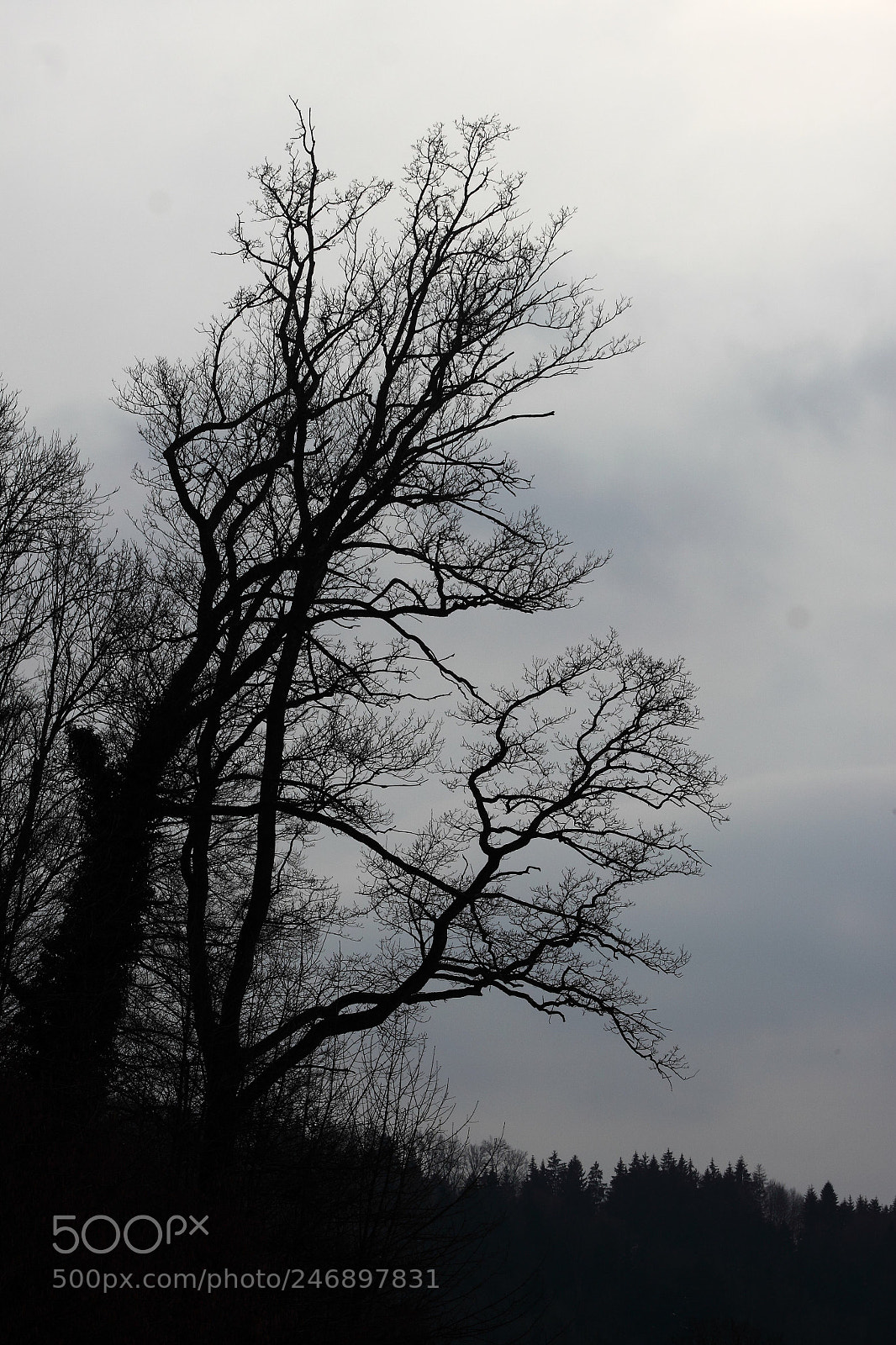 Canon EOS 500D (EOS Rebel T1i / EOS Kiss X3) sample photo. Dark shadow photography