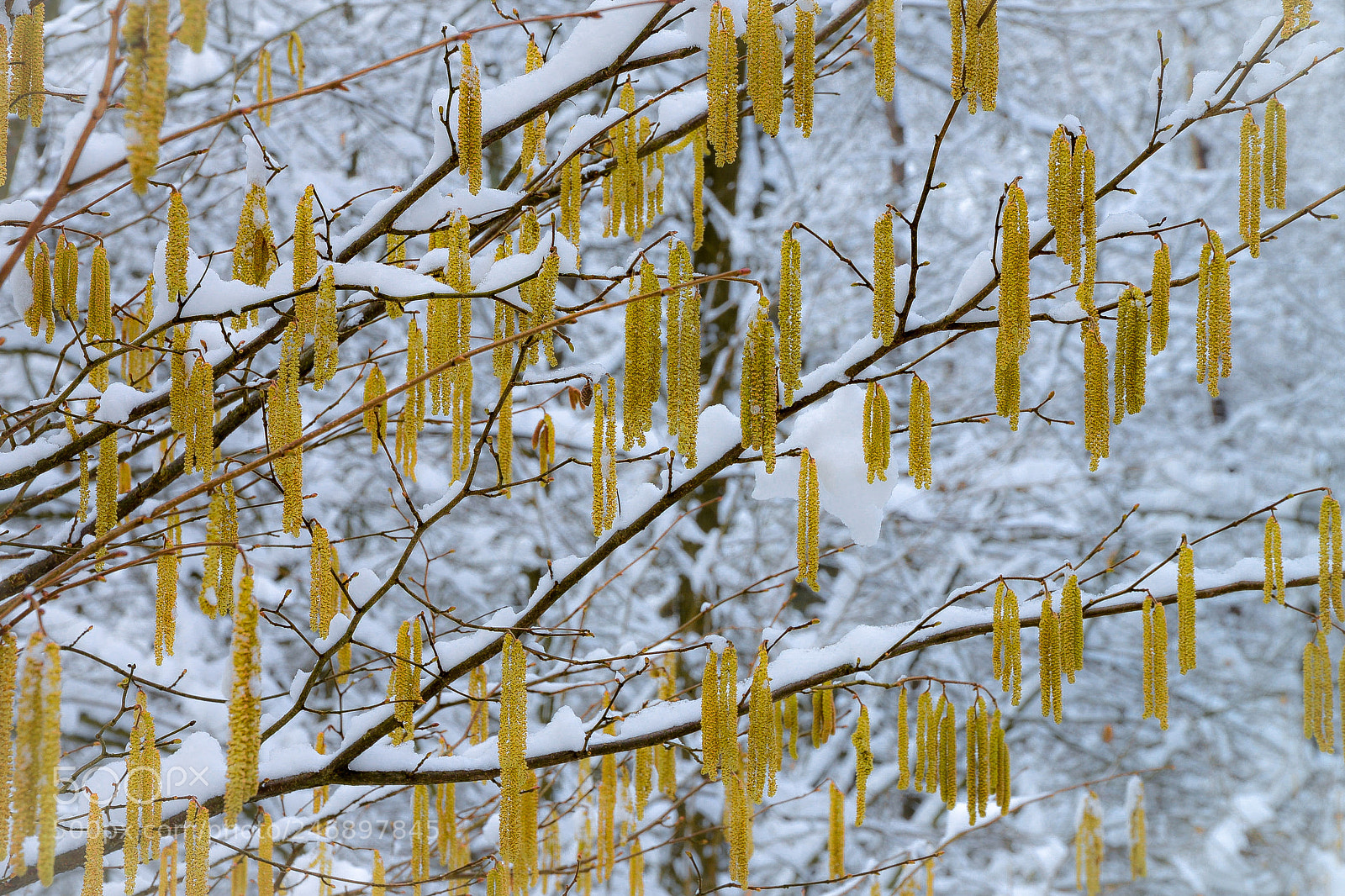 Nikon D610 sample photo. Foret de carnelle photography
