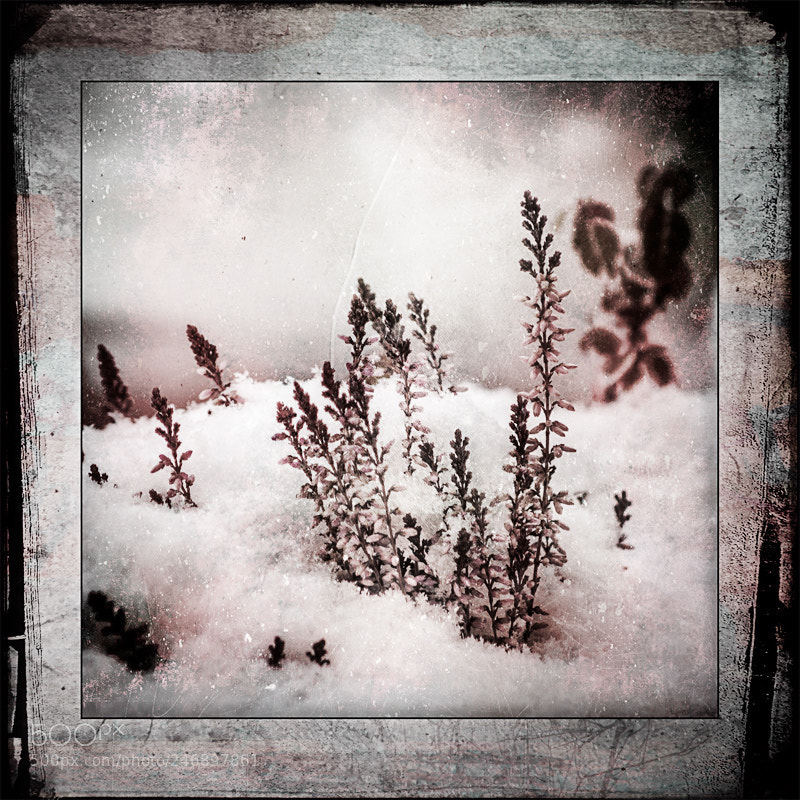 Canon EOS 40D sample photo. Flowers in the snow photography