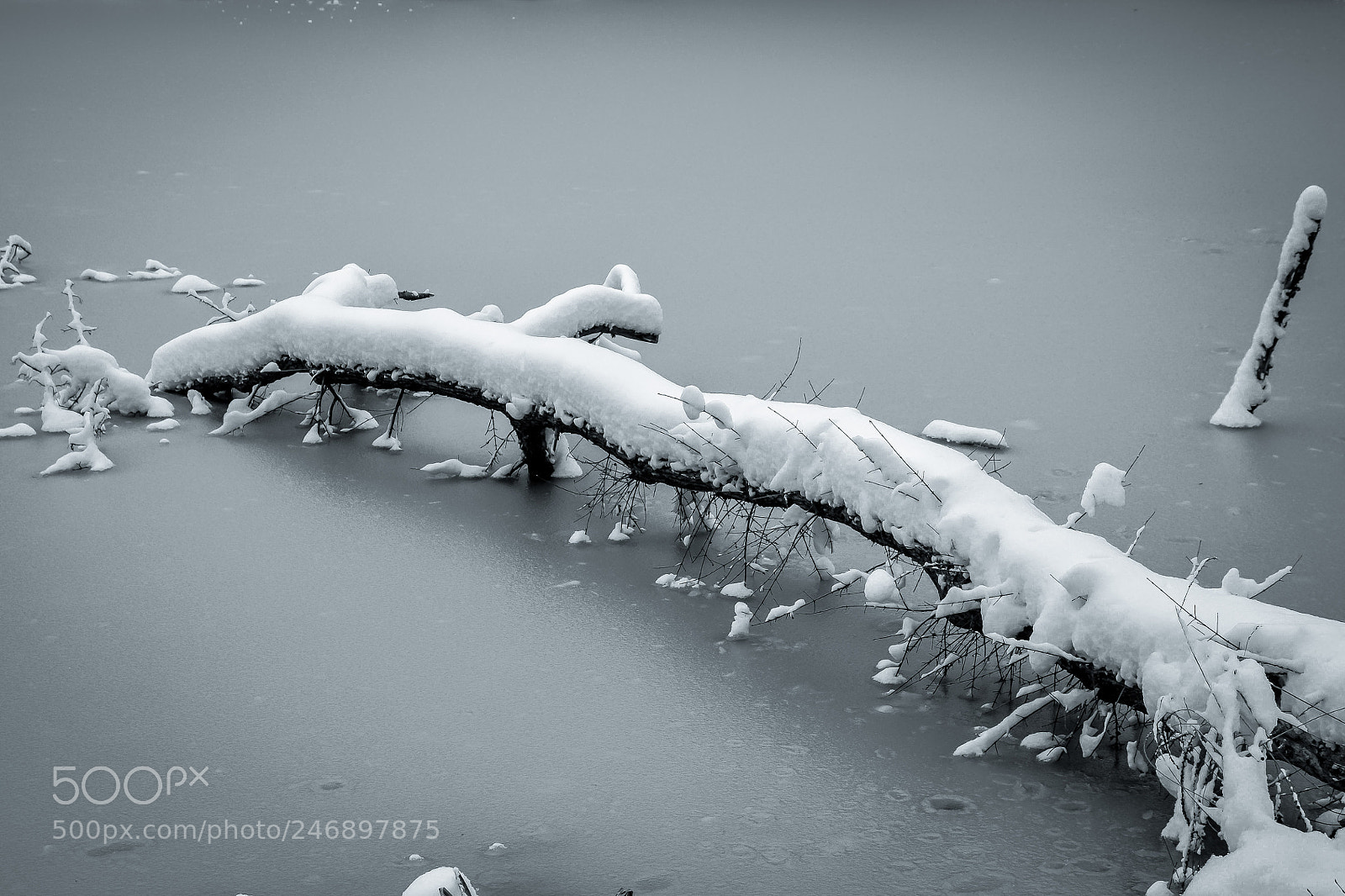 Nikon D610 sample photo. Foret de carnelle photography