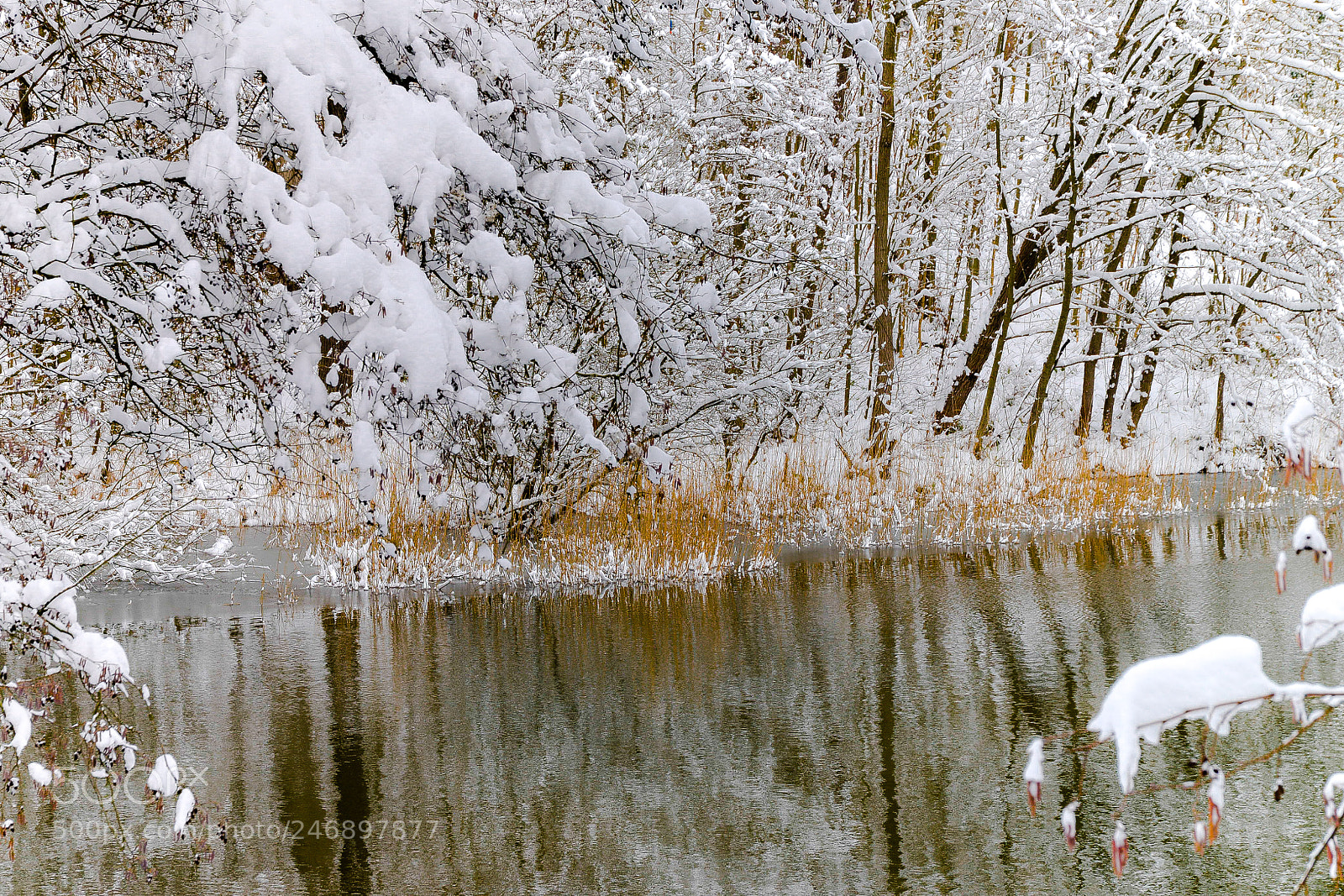 Nikon D610 sample photo. Foret de carnelle photography