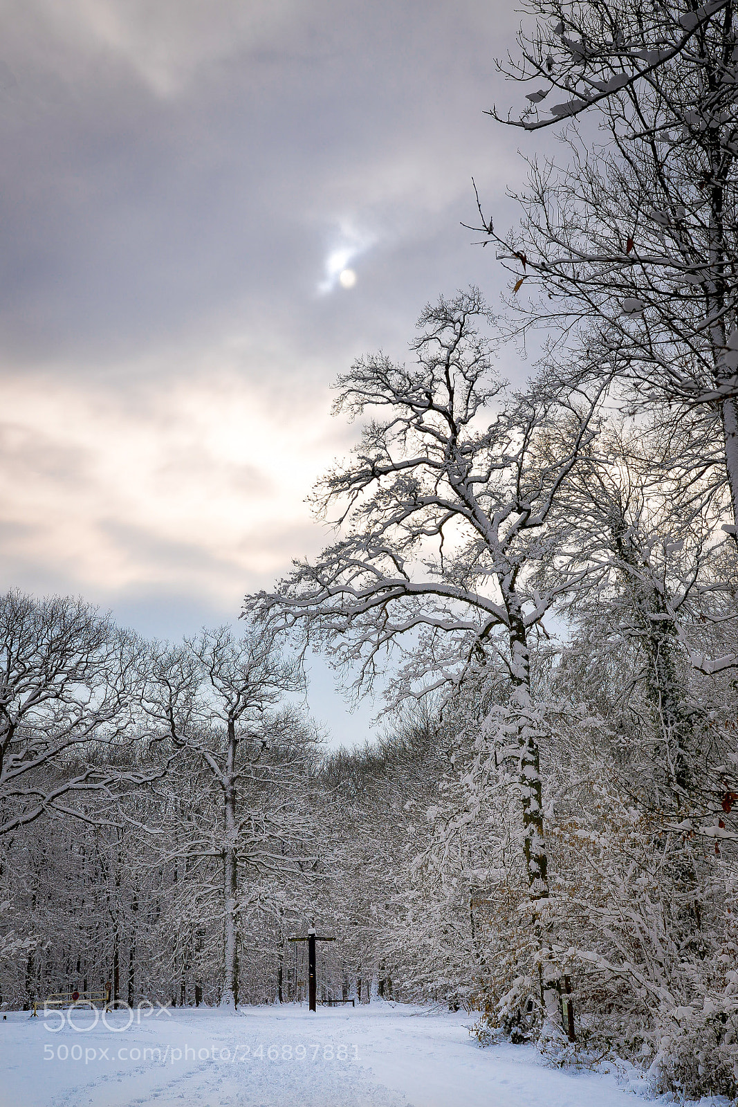 Nikon D610 sample photo. Foret de carnelle photography
