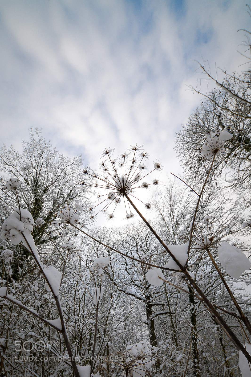 Nikon D610 sample photo. Foret de carnelle photography