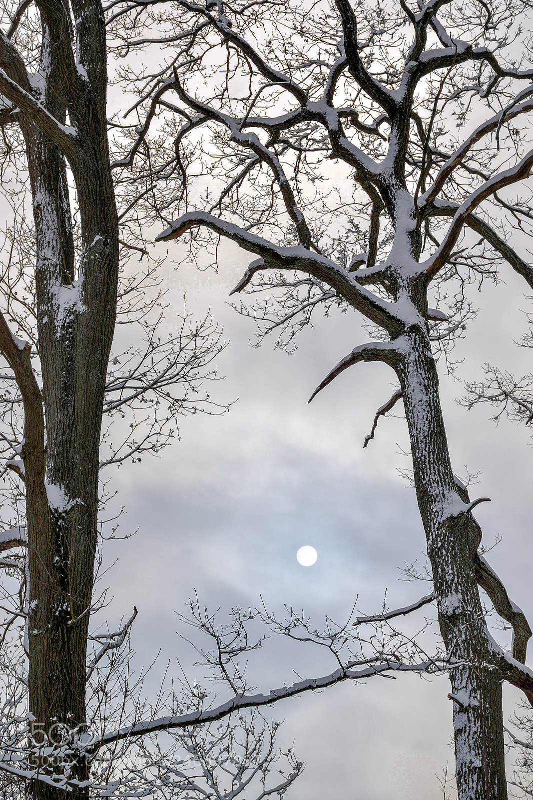 Nikon D610 sample photo. Foret de carnelle photography