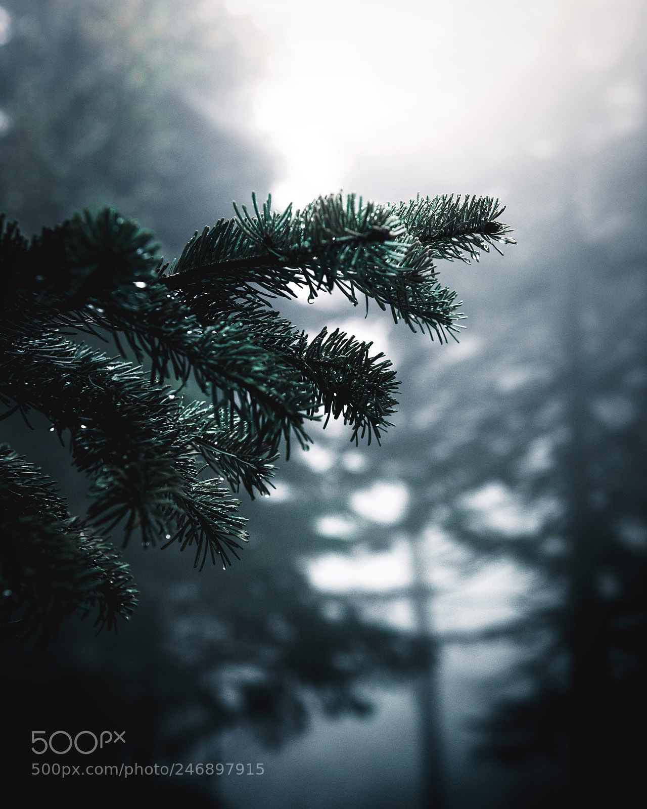 Nikon D810 sample photo. Rainy day photography