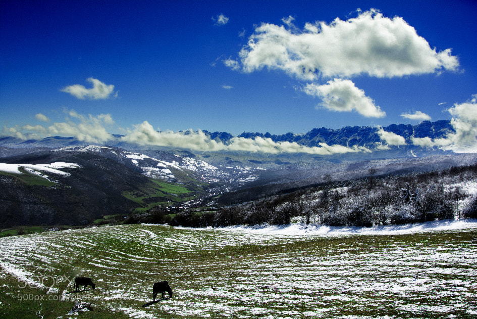 Nikon D7100 sample photo. Spring photography
