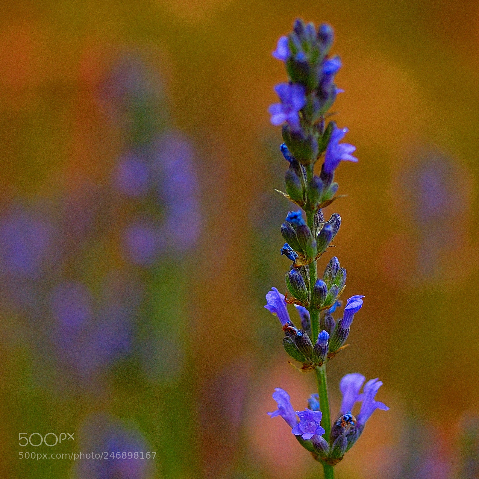 Nikon D200 sample photo. Lavanda photography