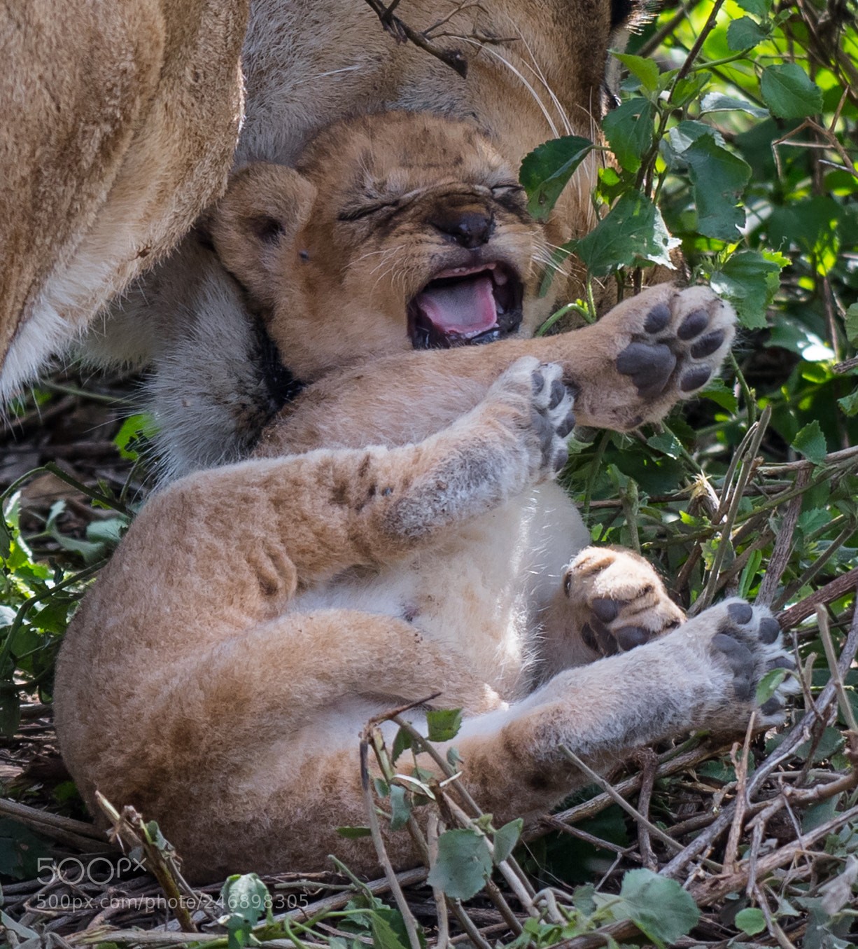 Nikon D5 sample photo. My baby photography