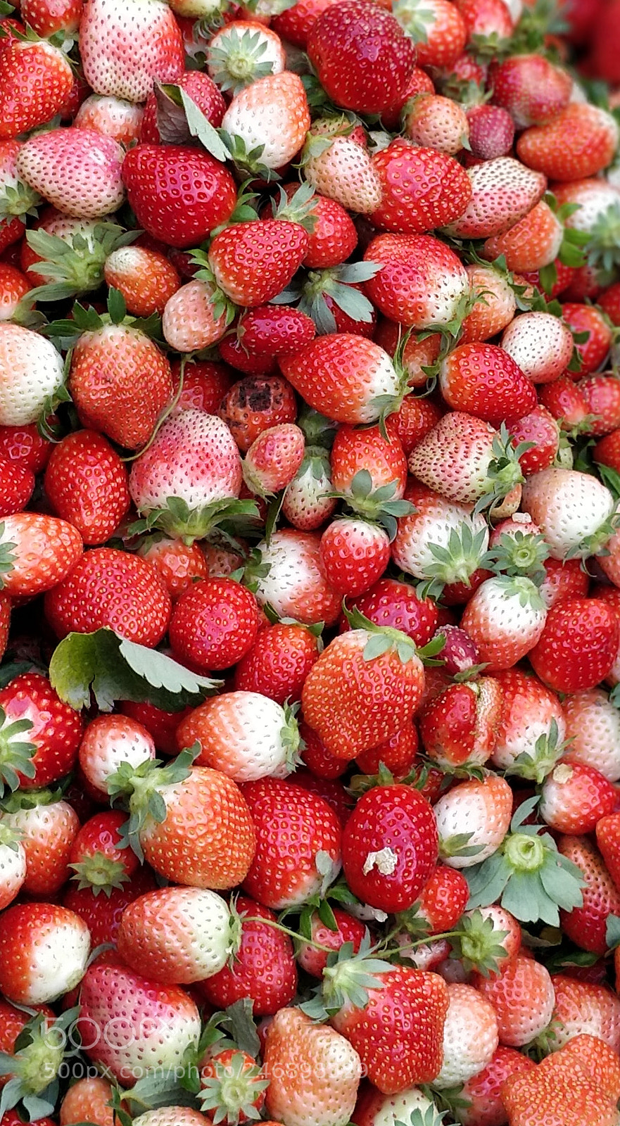 OnePlus 5 sample photo. Farm fresh strawberries photography