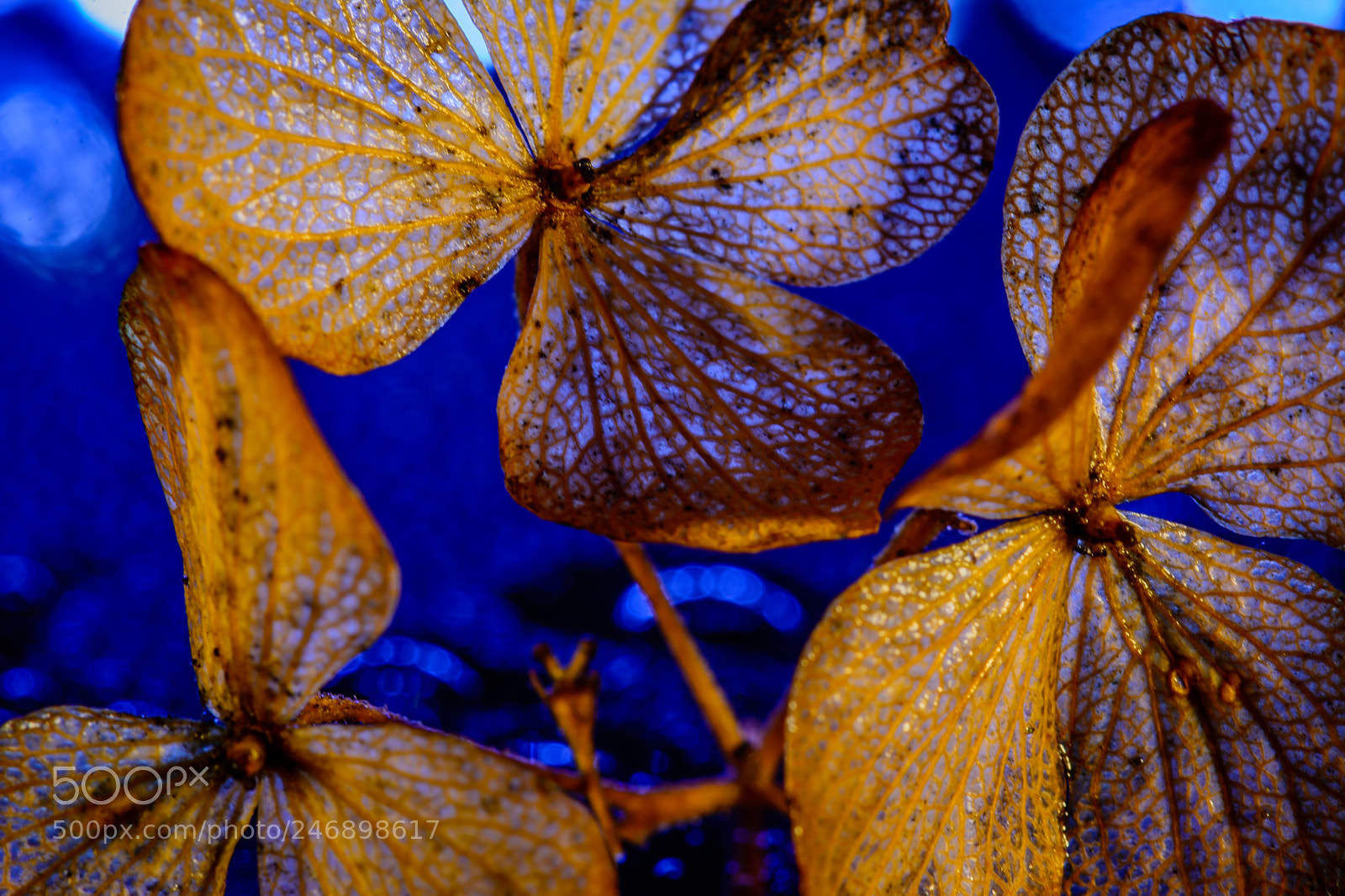 Nikon D7100 sample photo. Winter hydrangea #2 photography