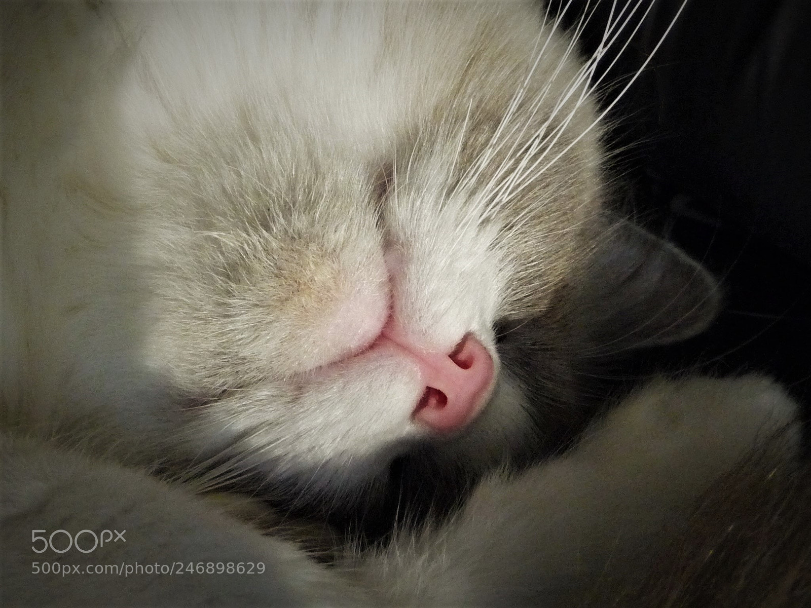 Panasonic Lumix DMC-TZ5 sample photo. Our ragdoll... photography
