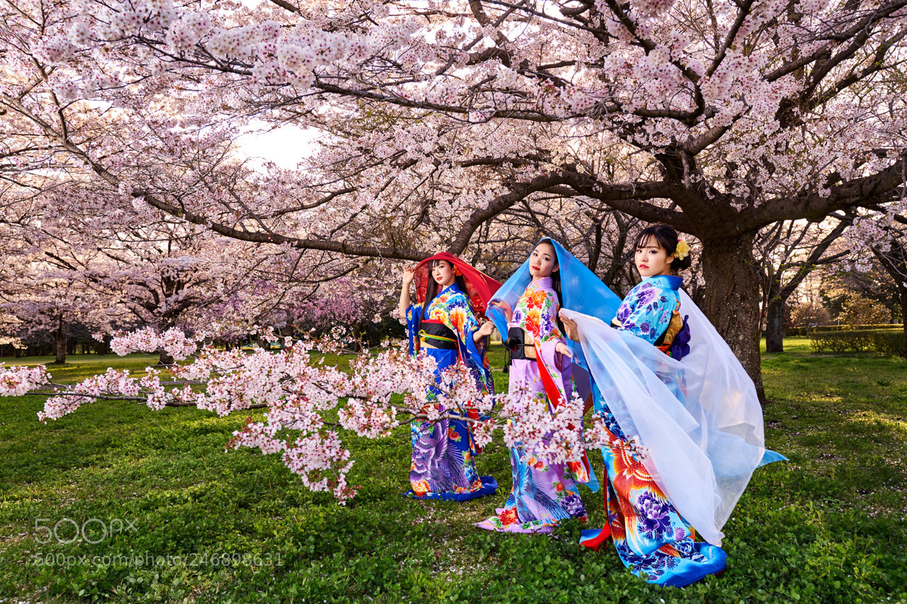 Sony a7 II sample photo. Sakura photography