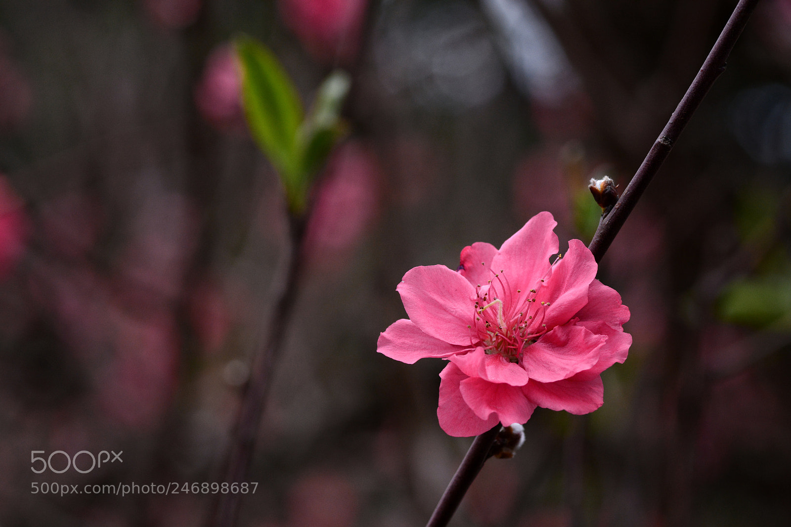 Nikon D7100 sample photo. Untitled photography