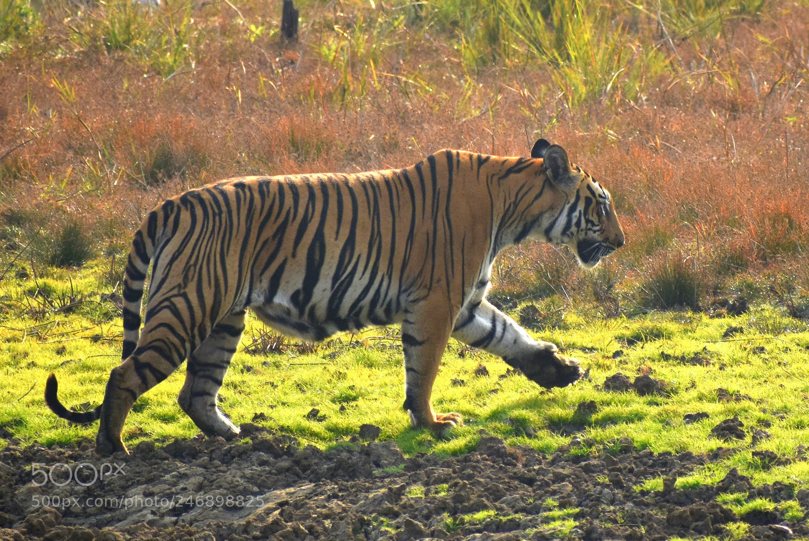 Nikon D7200 sample photo. Tigress photography