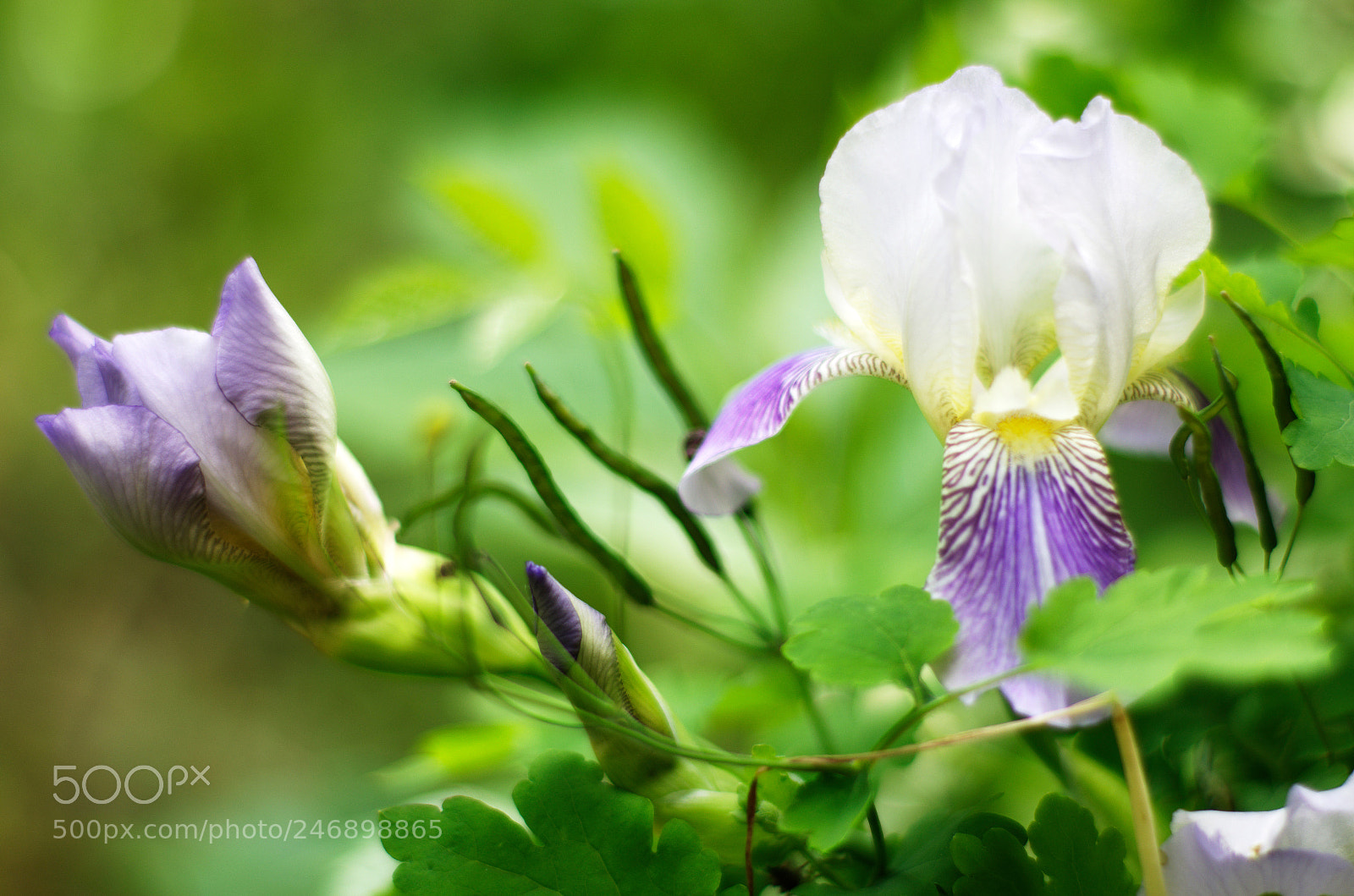 Pentax K-5 sample photo. Iris photography