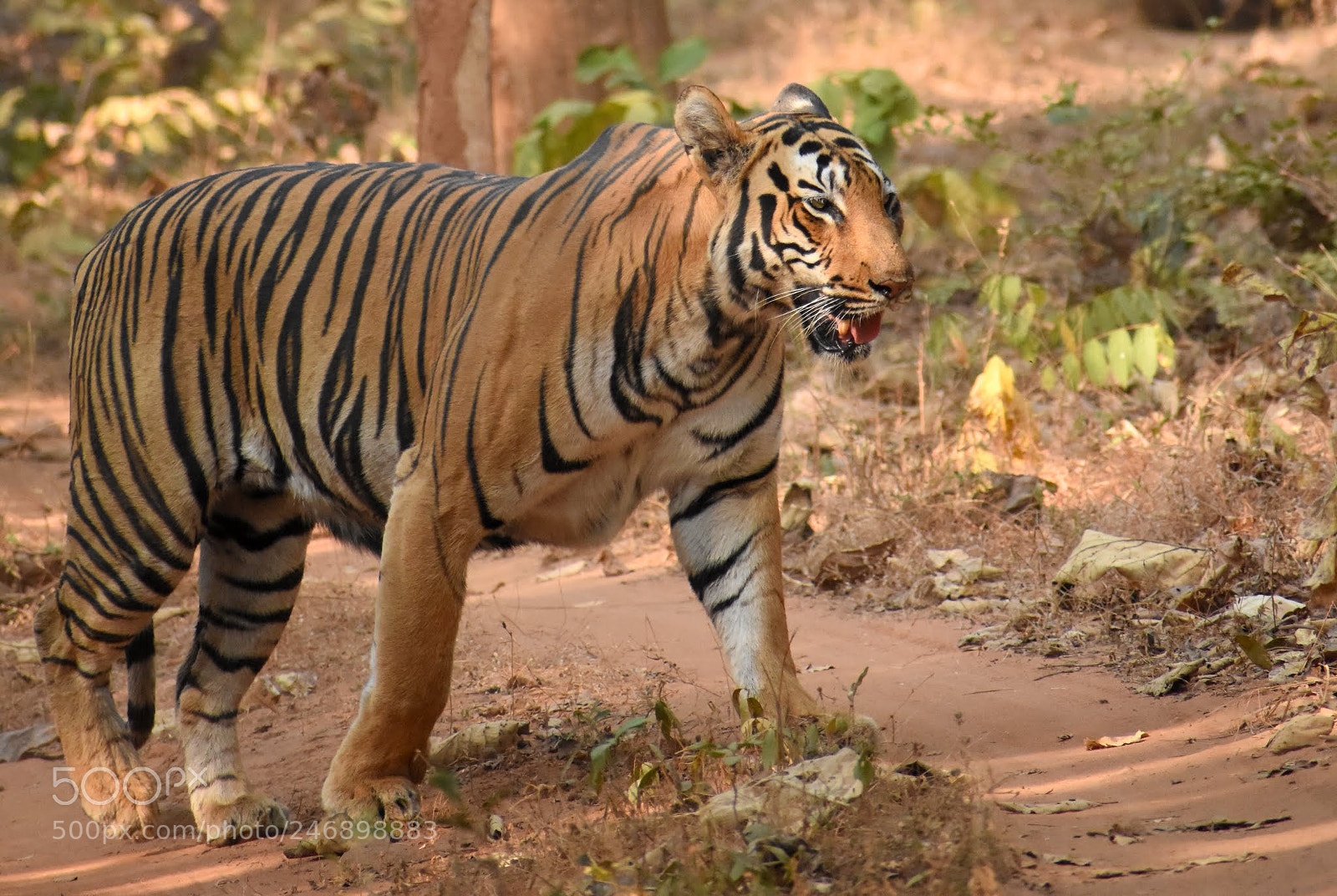 Nikon D7200 sample photo. Tiger photography