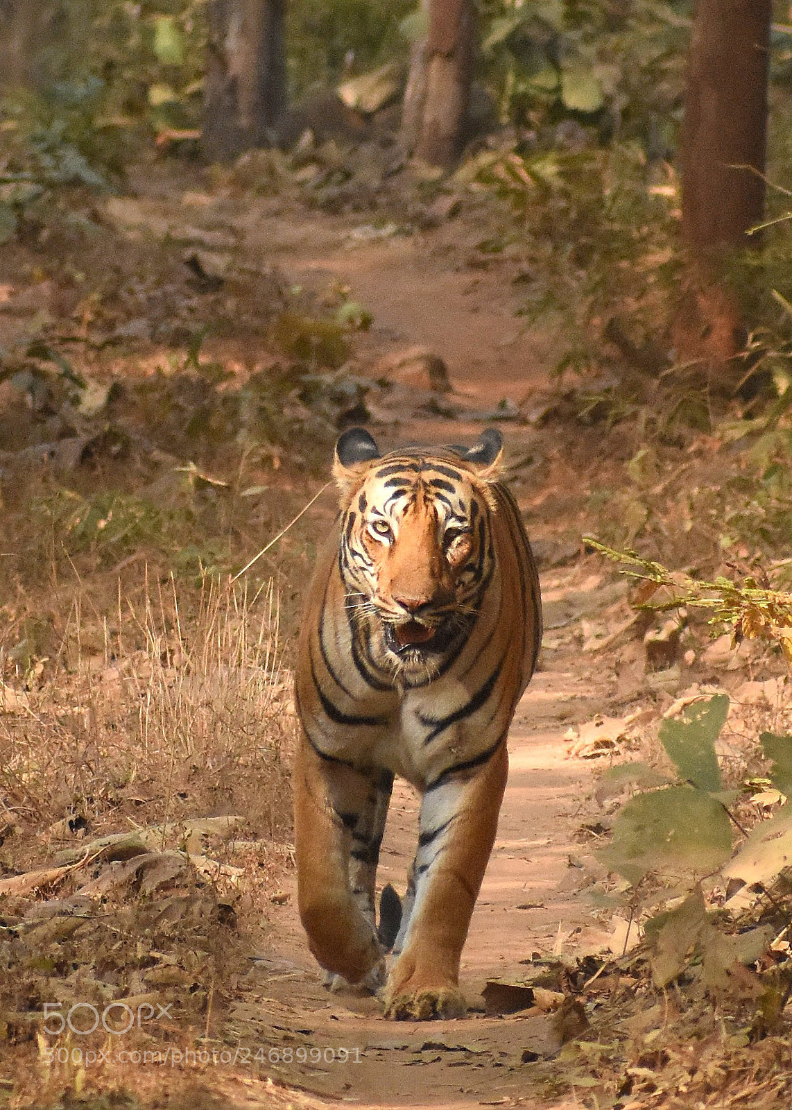 Nikon D7200 sample photo. Tiger photography