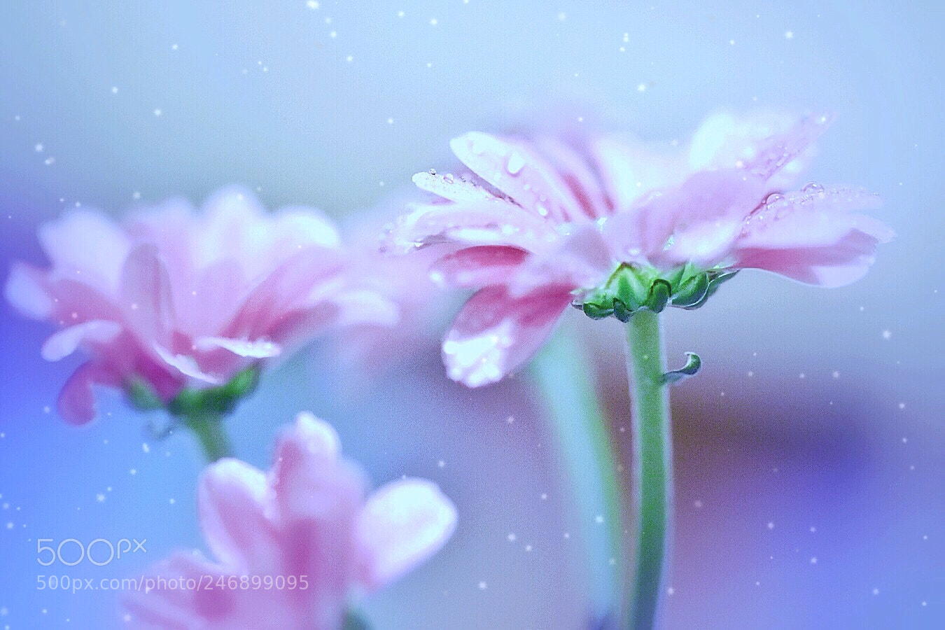 Nikon D5600 sample photo. Freshness photography