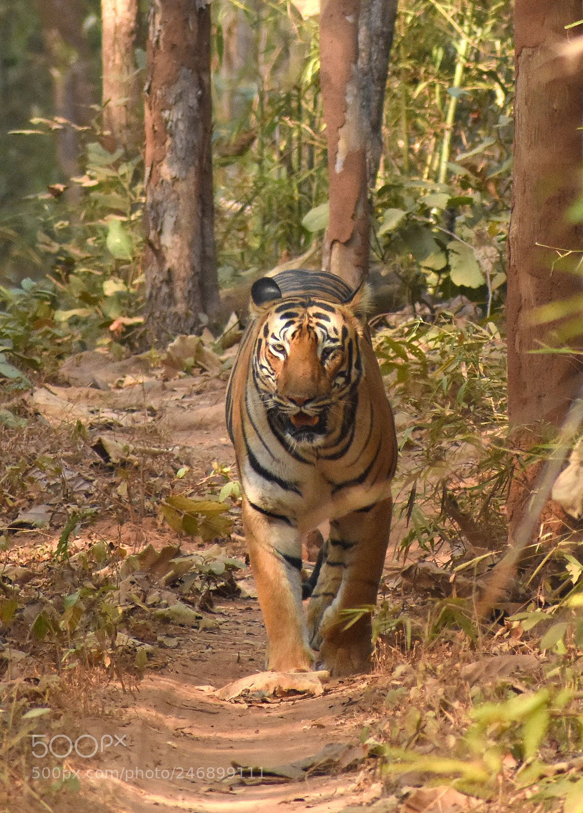 Nikon D7200 sample photo. Tiger photography