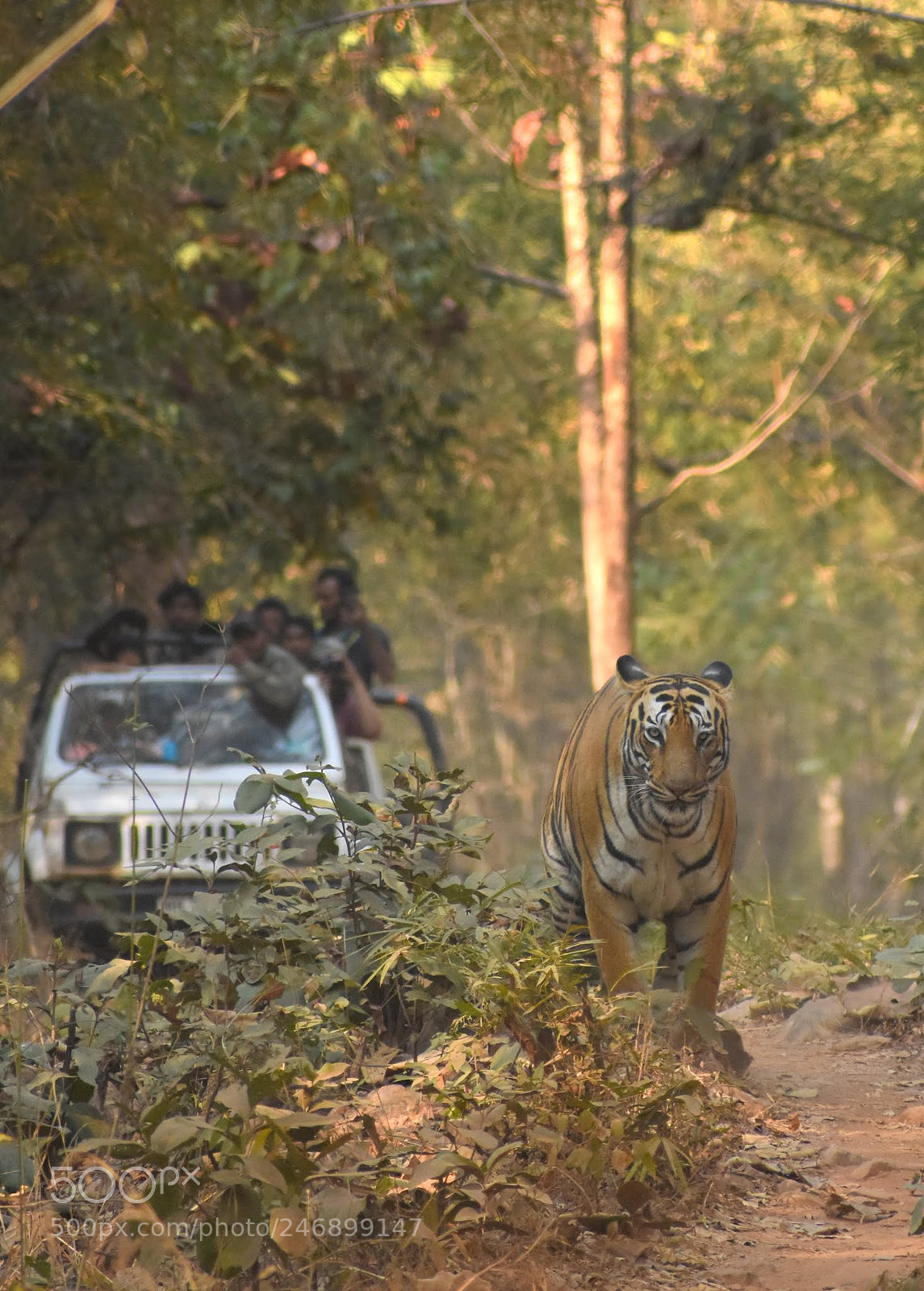 Nikon D7200 sample photo. Tiger photography