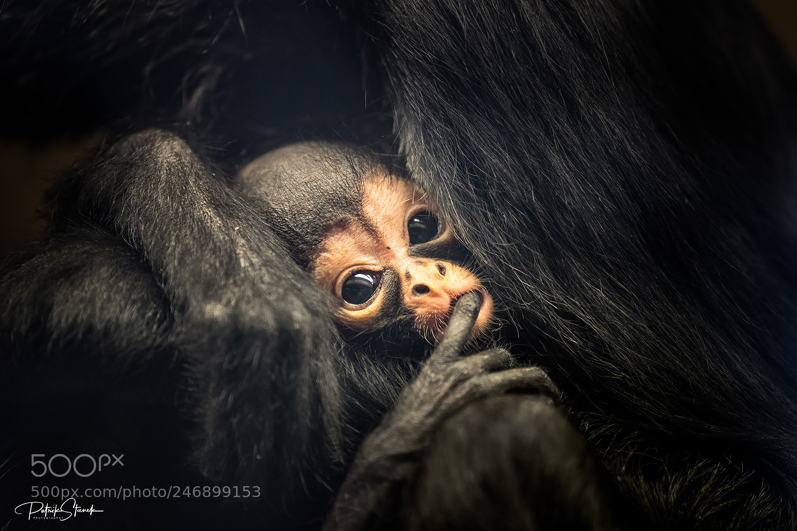 Nikon D810 sample photo. Geoffroy's spider monkey baby photography