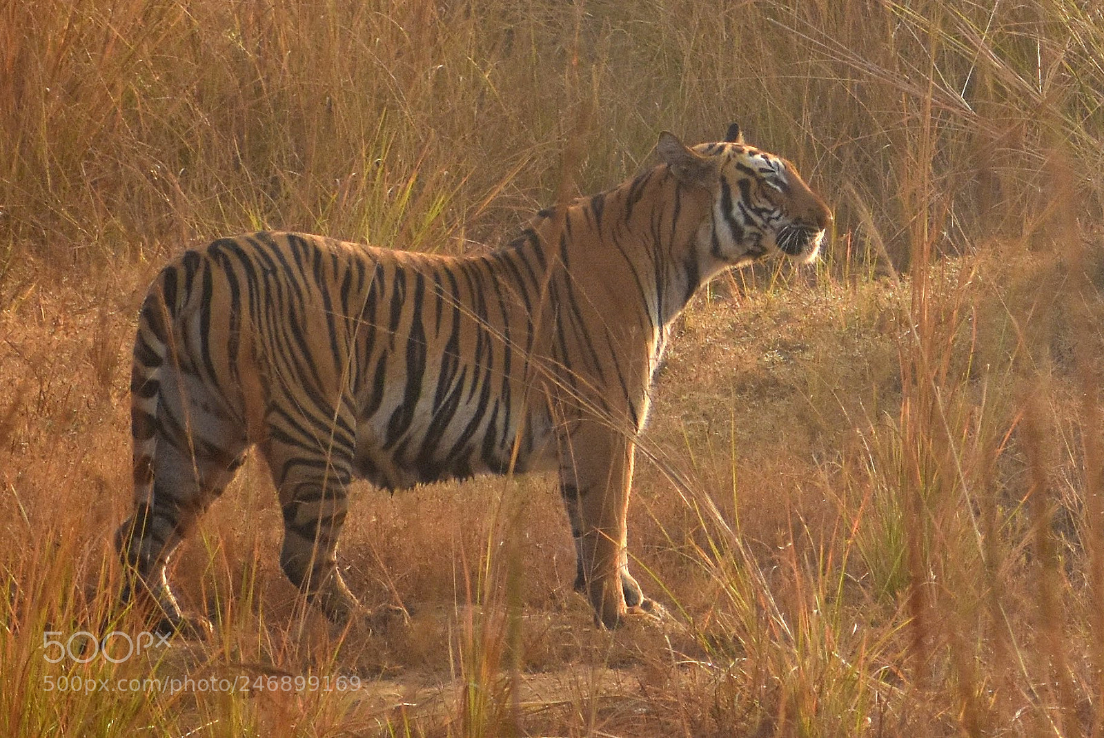 Nikon D7200 sample photo. Tigress photography