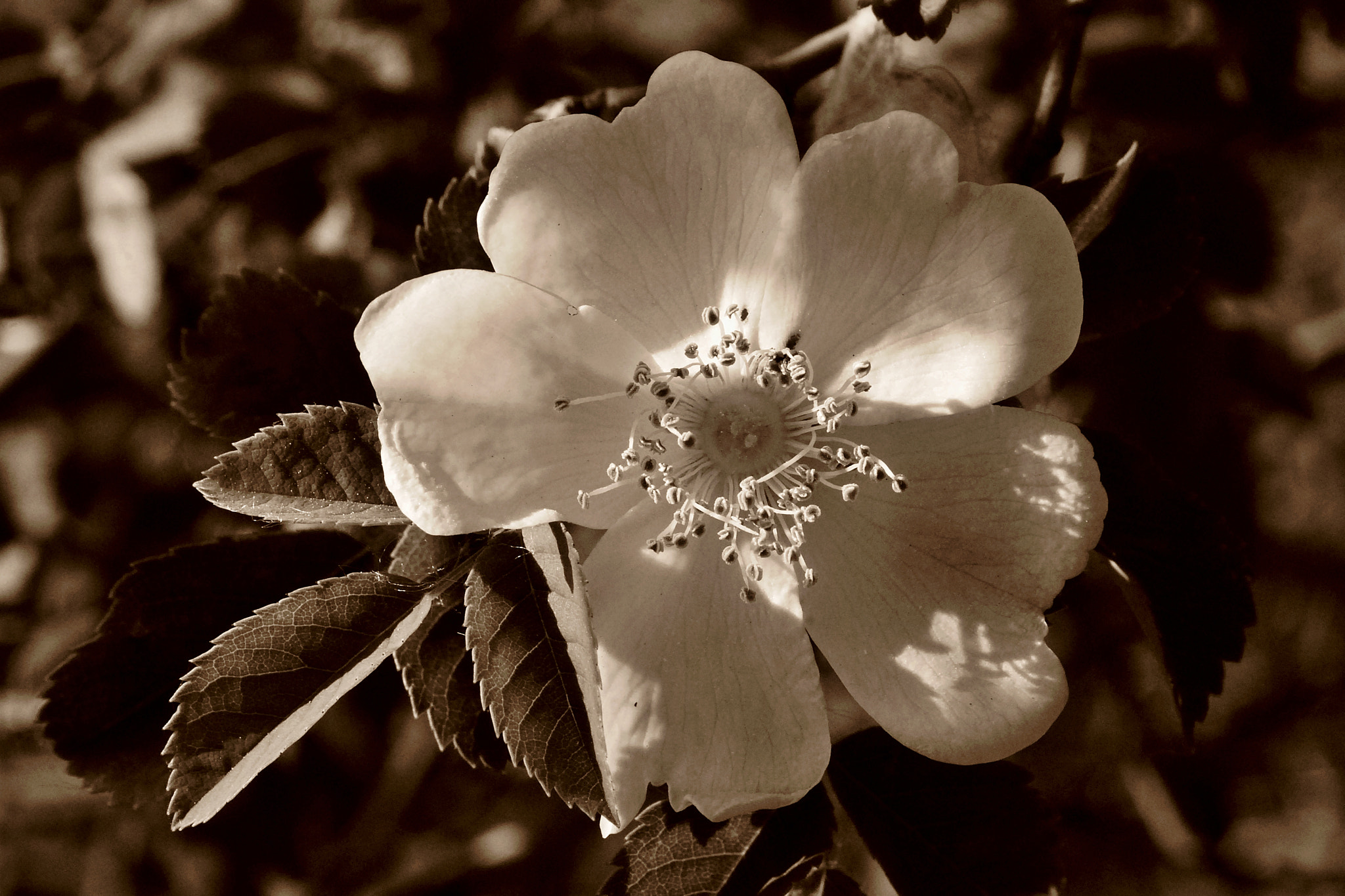 Nikon D80 + Nikon AF Micro-Nikkor 60mm F2.8D sample photo. Dog rose blossom in sepia photography