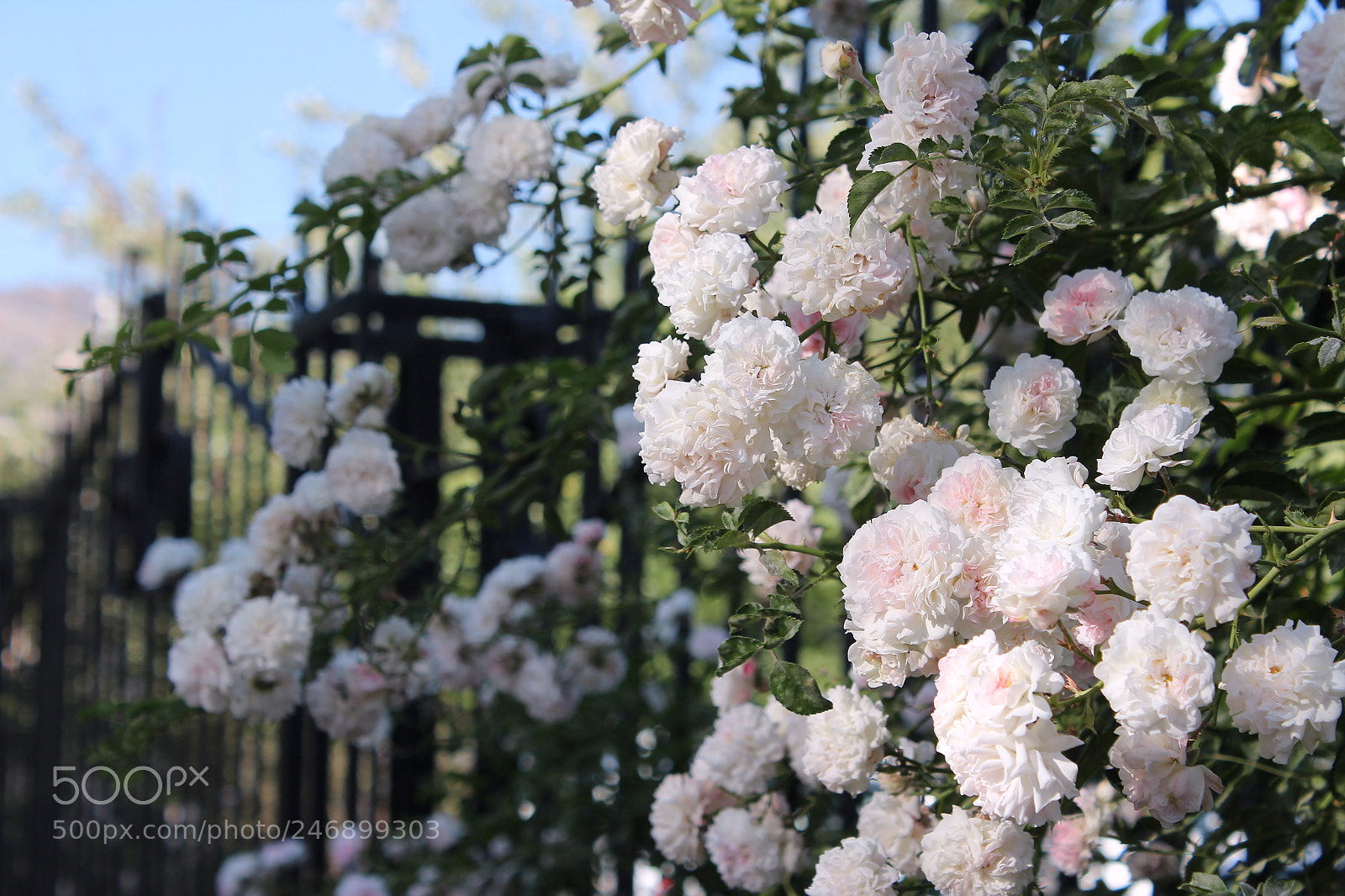 Canon EOS 600D (Rebel EOS T3i / EOS Kiss X5) sample photo. Botanical garden flowers in photography