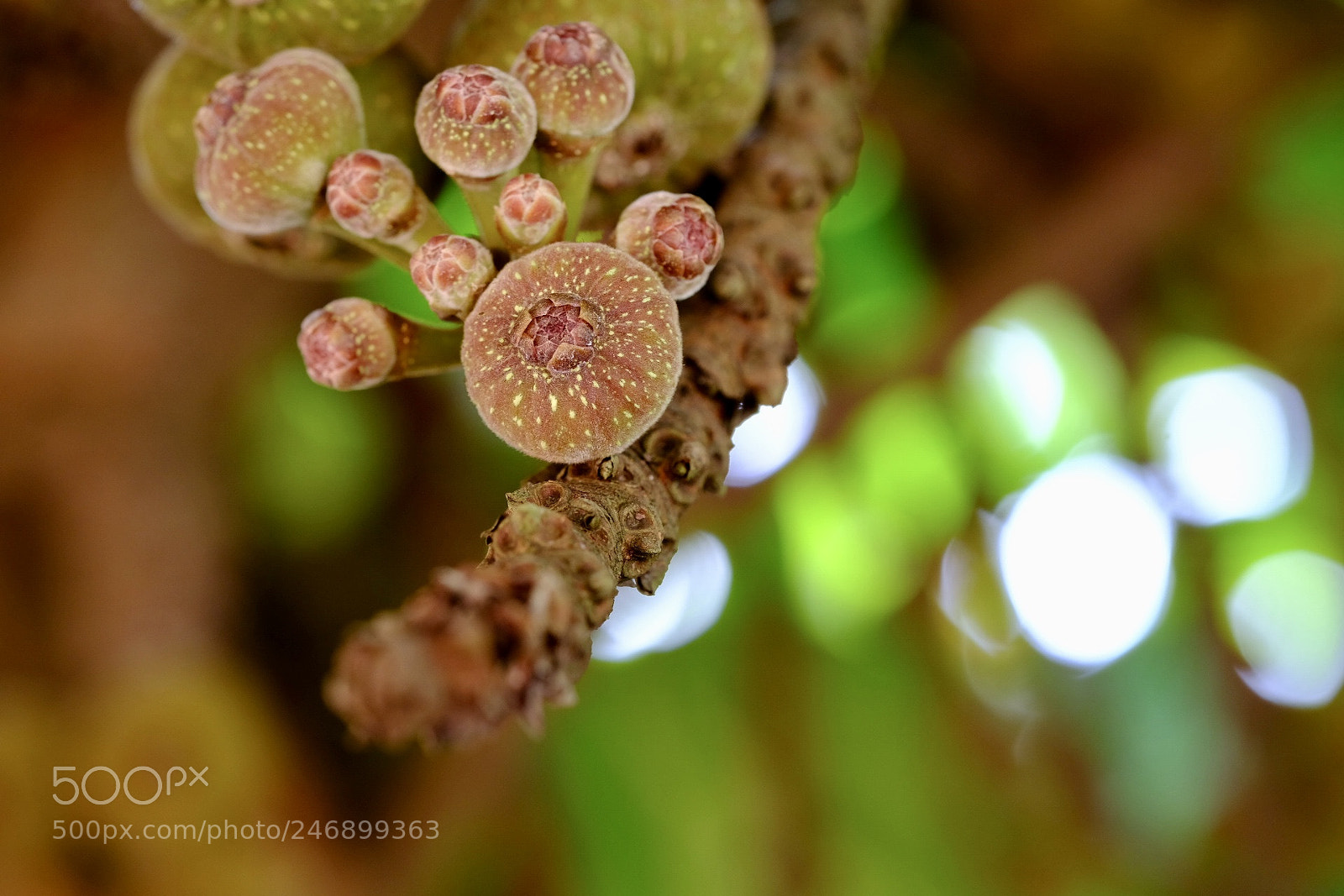 Fujifilm X-T2 sample photo. Full of figs! photography