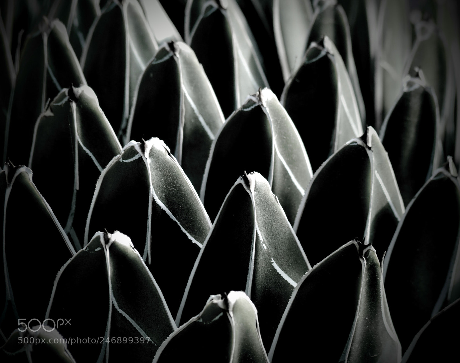 Nikon D3000 sample photo. Agave foliage photography