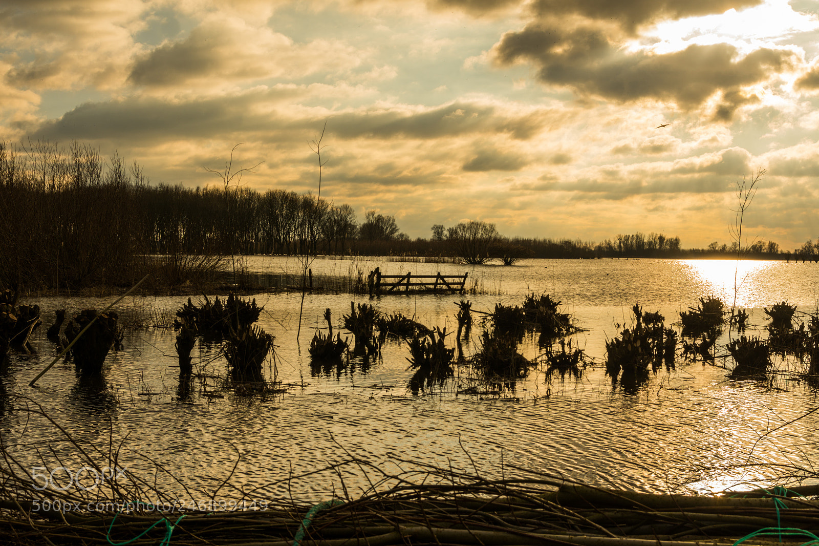 Nikon D7200 sample photo. Willows in high water photography