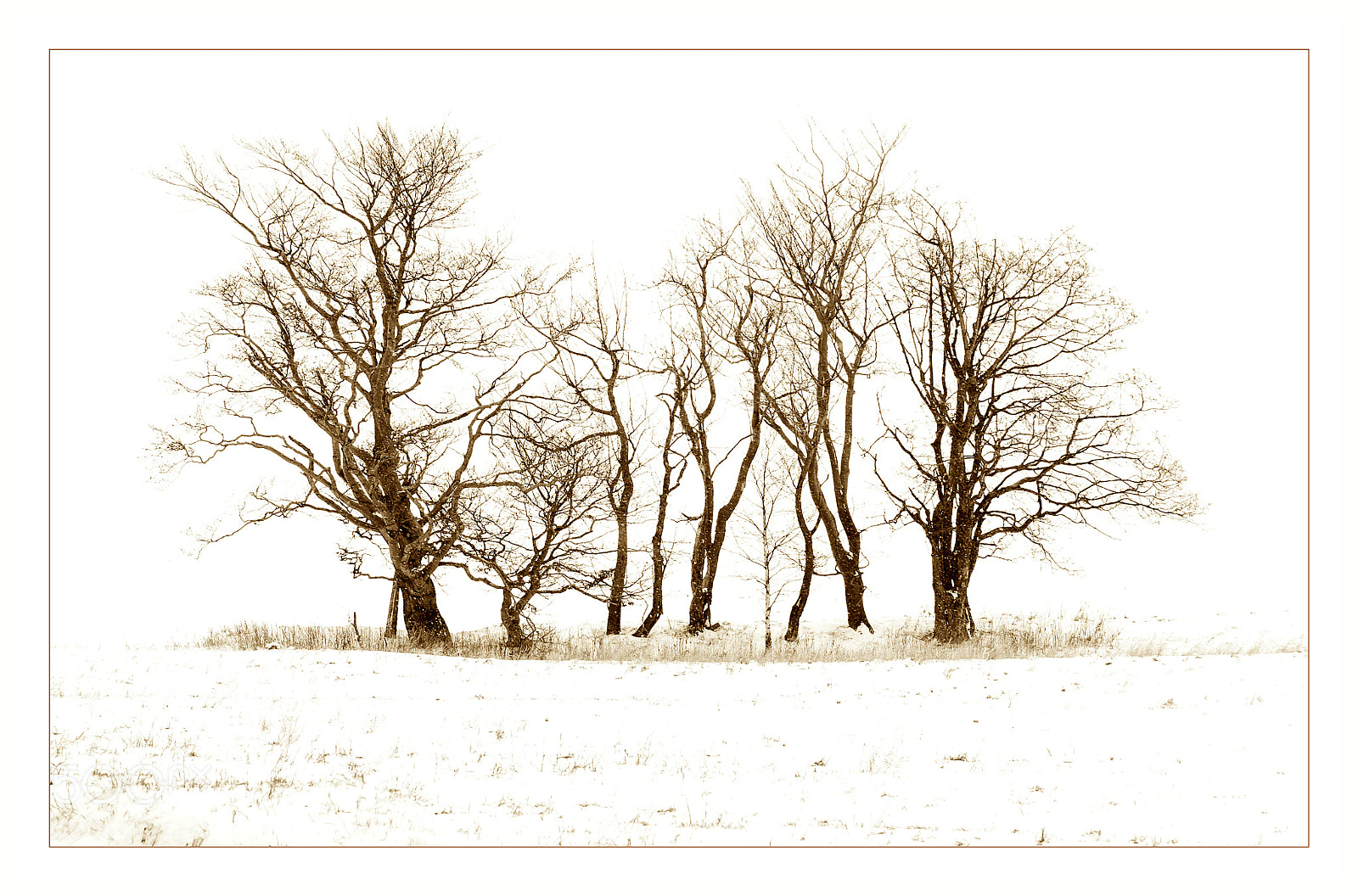 Nikon D80 sample photo. Groove in sepia photography